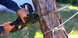 Best Utility Line Clearance  in Fox Lake Hls, IL