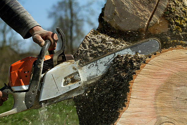 How Our Tree Care Process Works  in  Fox Lake Hills, IL